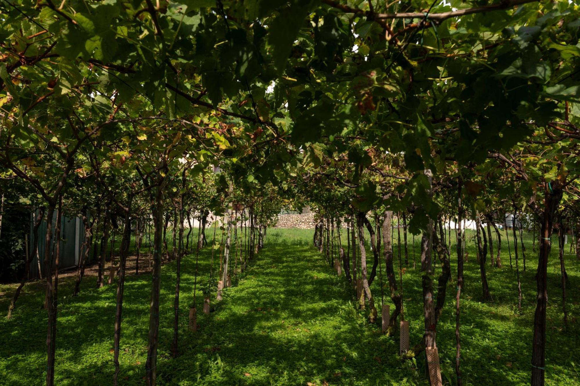 La Terrazza Sulle Vigne B&B Корте-Франка Екстер'єр фото